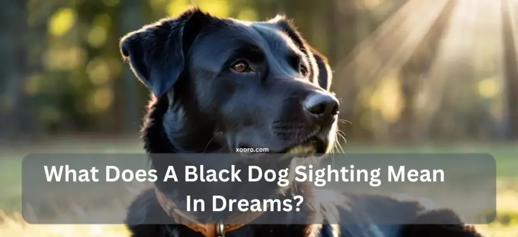 What Does A Black Dog Sighting Mean In Dreams?