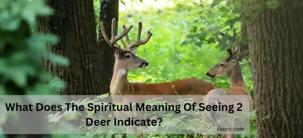 What Does The Spiritual Meaning Of Seeing 2 Deer Indicate?