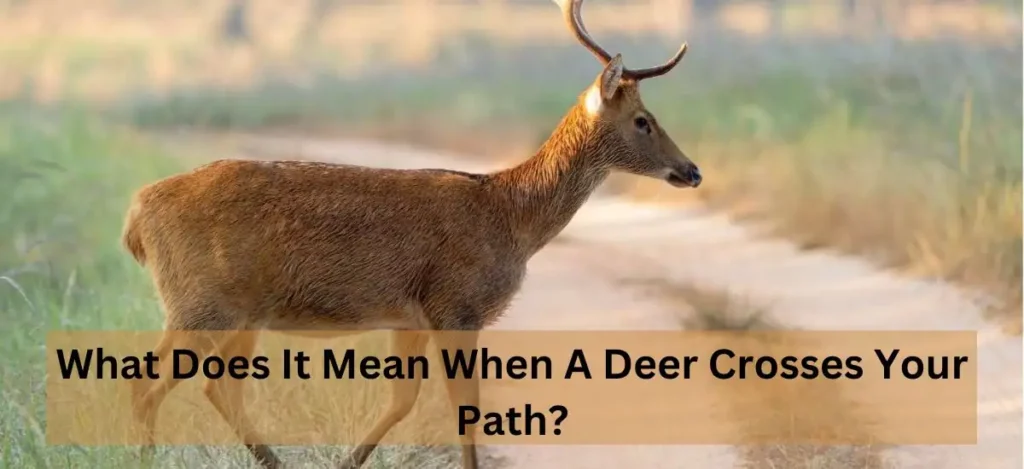 What Does It Mean When A Deer Crosses Your Path?