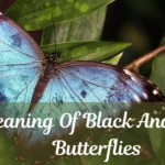 Meaning Of Black And Blue Butterflies