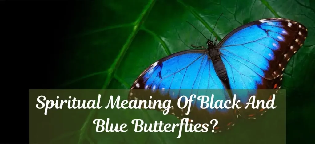 Spiritual Meaning Of Black And Blue Butterflies?