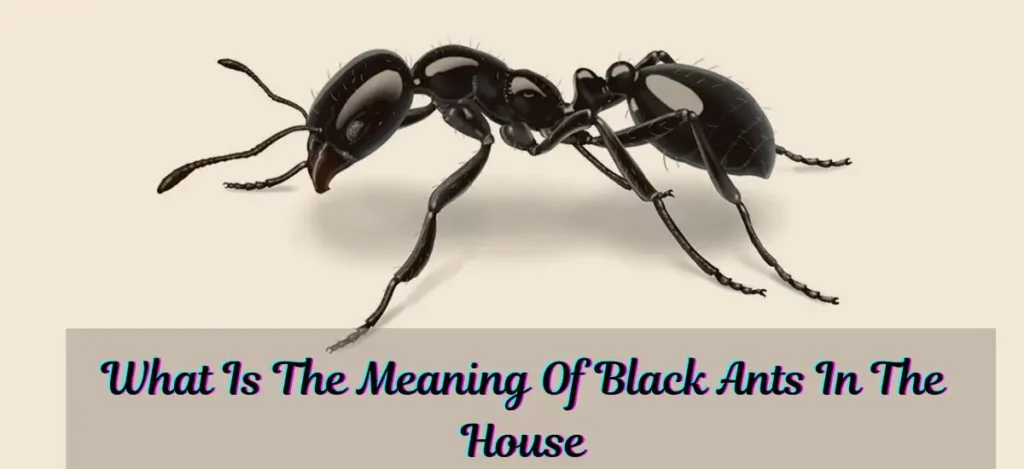 What Is The Meaning Of Black Ants In The House: Good Or Bad?