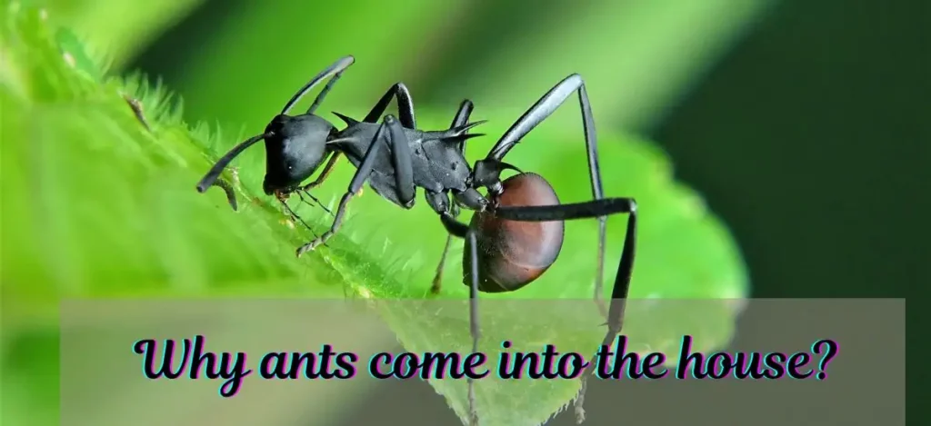 Why ants come into the house