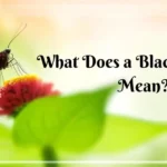 What Does a Black Butterfly Mean