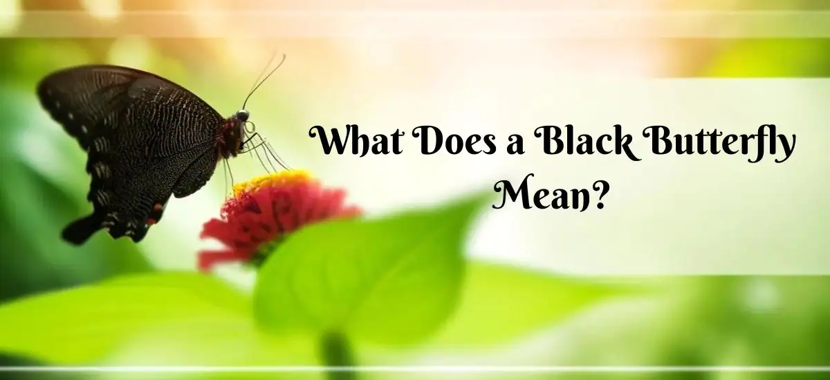 What Does a Black Butterfly Mean